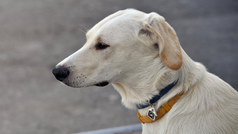 Африканская порода собак басенджи