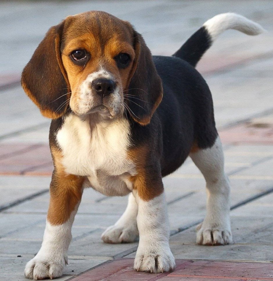 Порода собак Бигль