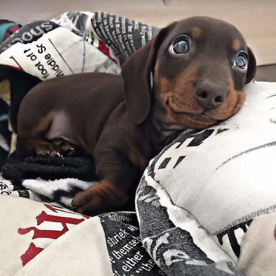 Французский бульдог