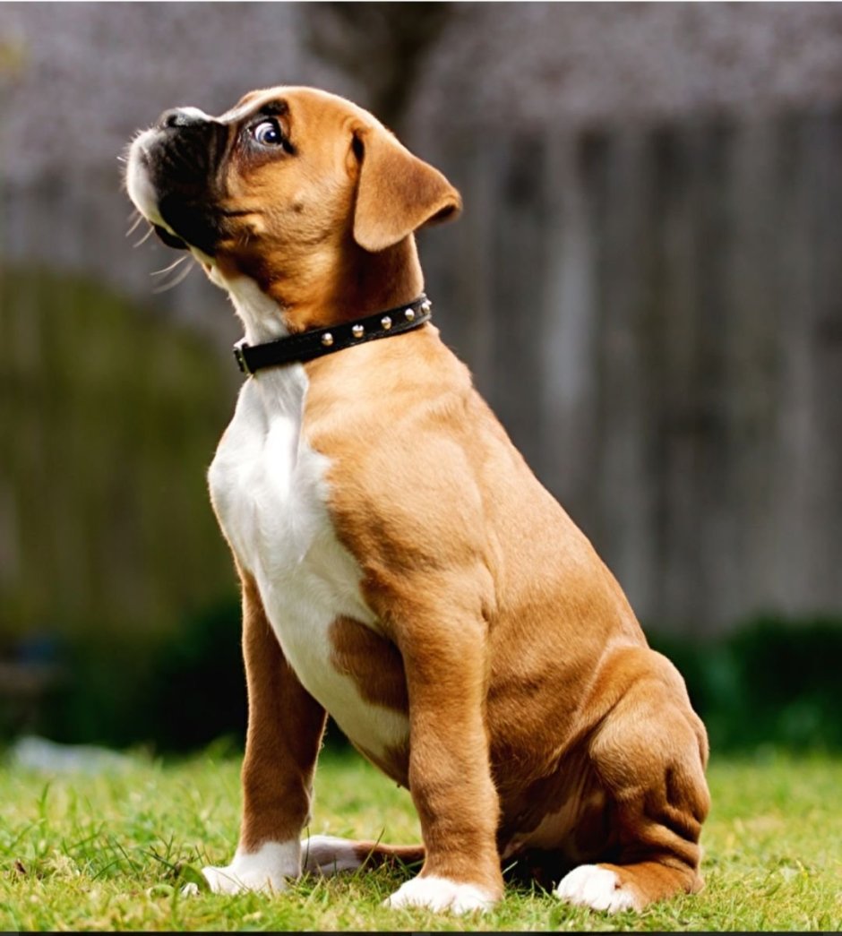 Белая гладкошерстная собака