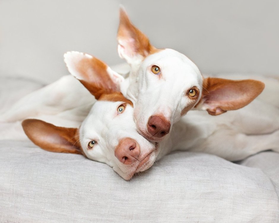 Поденко ибиценко порода