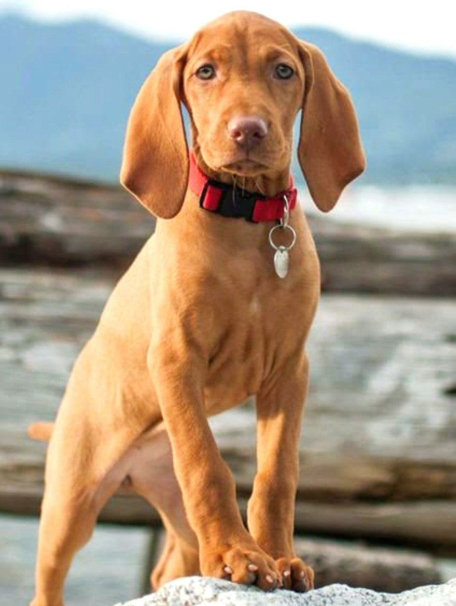 Такса собака щенок