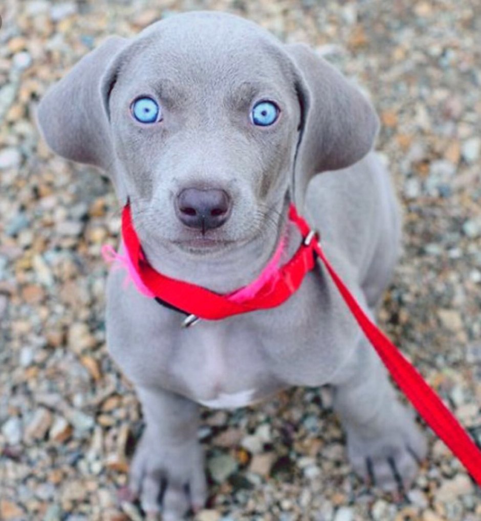 Istrian Shorthaired Hound