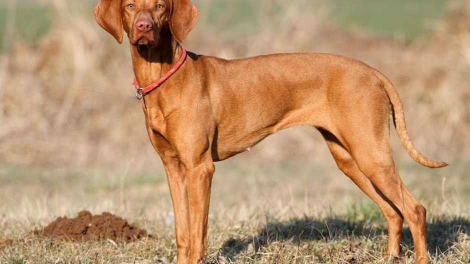 Швейцарский Гросс зенненхунд