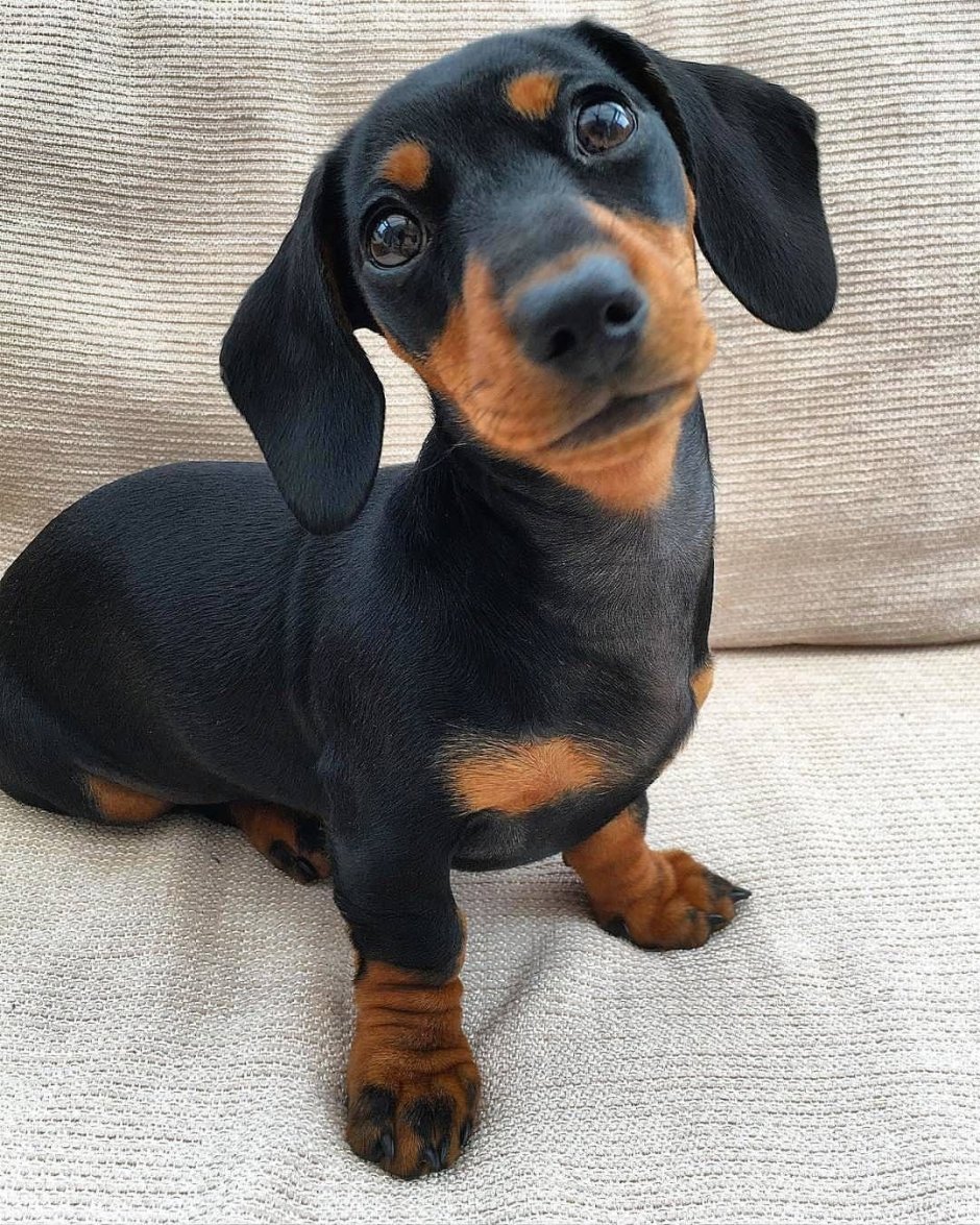 Австрийский гладкошерстный пинчер