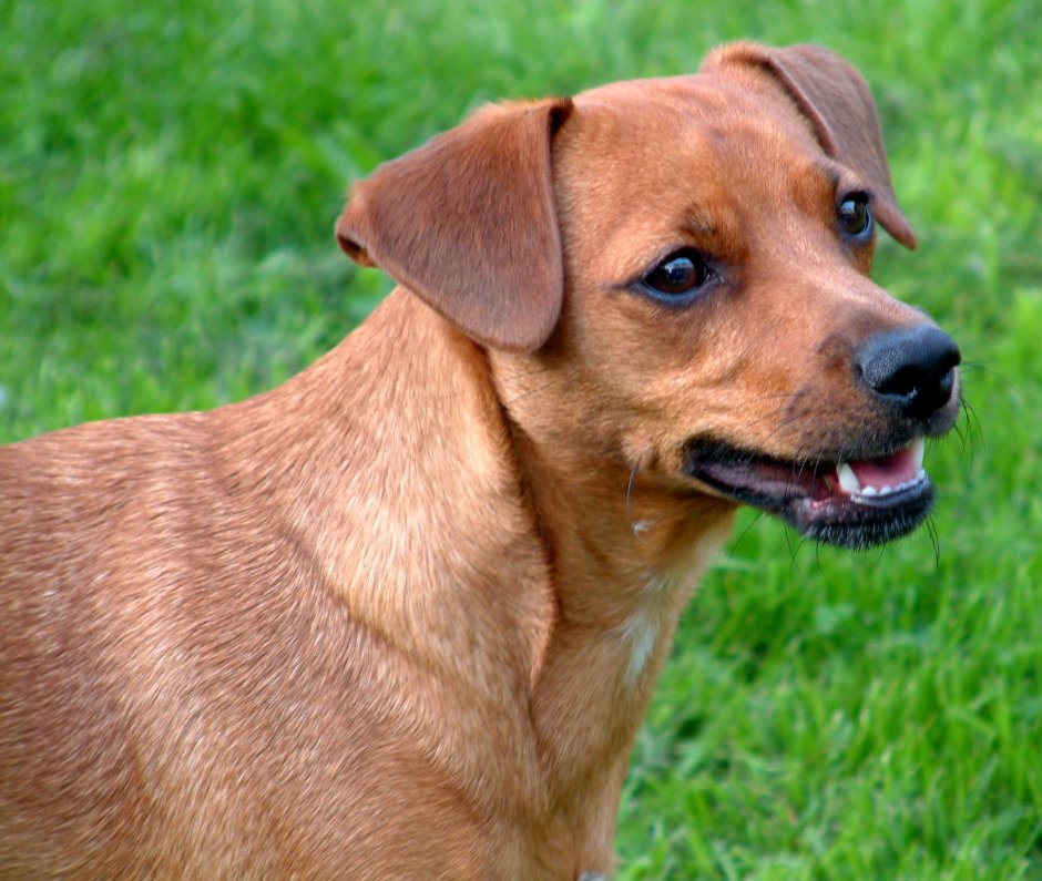 Такса короткошерстная карликовая