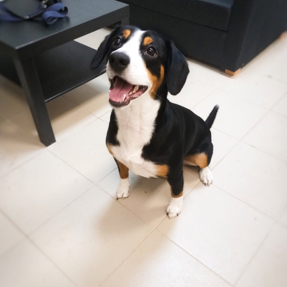 Венгерская легавая выжла