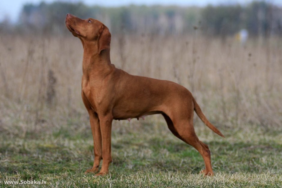 Веймаранер выжла Курцхаар риджбек