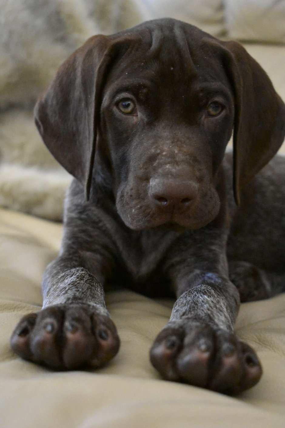 Порода собак Бигль