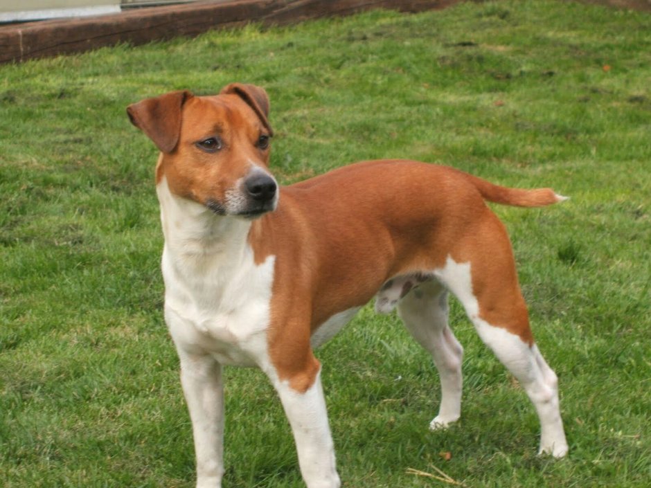 Доберман Владека Рошины