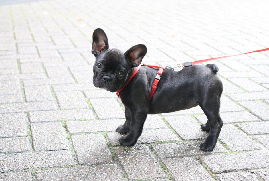 Шлейка для французского бульдога Frenchie