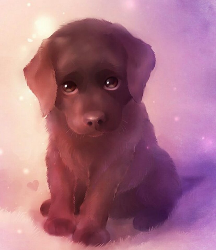 Щенки чихуахуа гладкошерстные стандарт