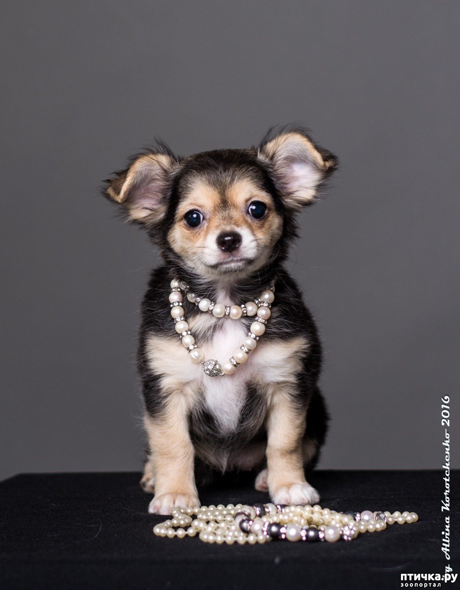 Чихуахуа вислоухие