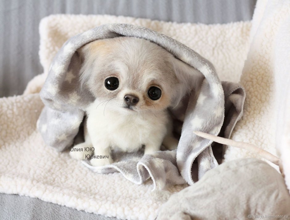 Щенки чихуахуа