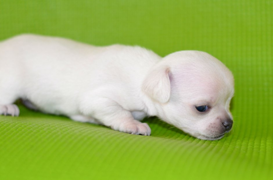 Чихуахуа купить щенков 1 помет Новокузнецк