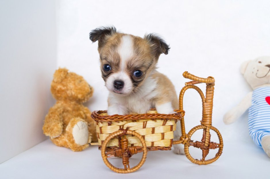 Болезни новорожденных щенков чихуахуа