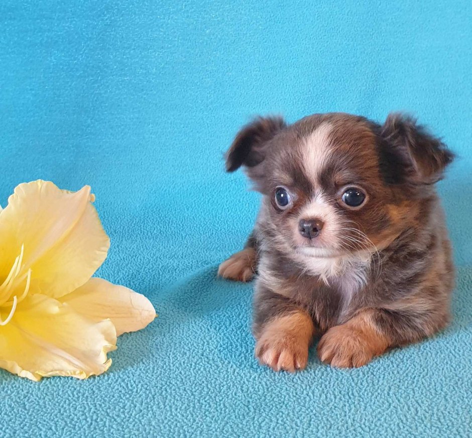 Милая Кроха бантик чихуахуа