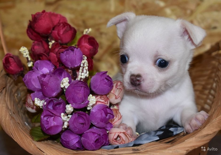 Щенки чихуахуа вислоухий