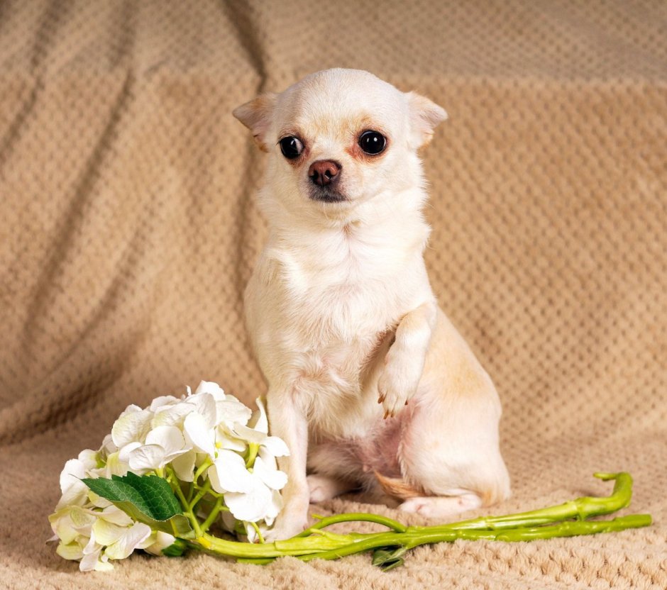 Чихуахуа вислоухие