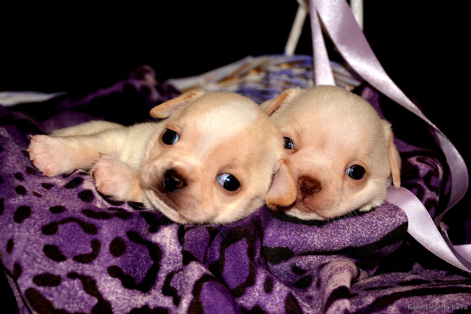 Щенки чихуахуа Тверь Тверская область