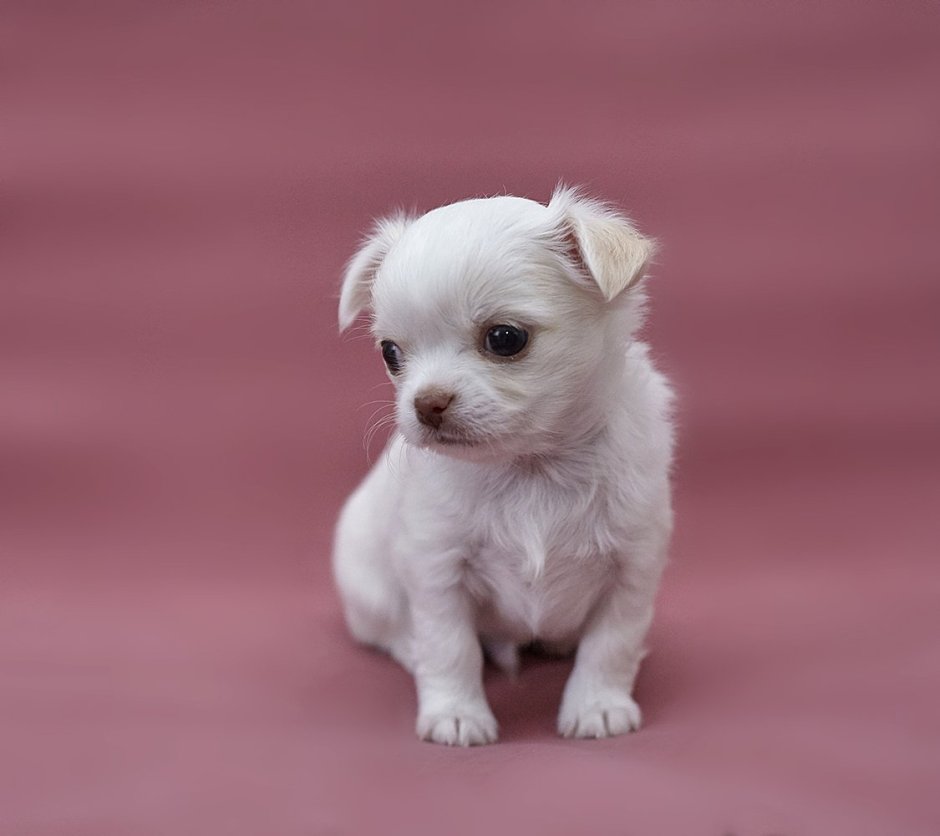 Чихуахуа Холли