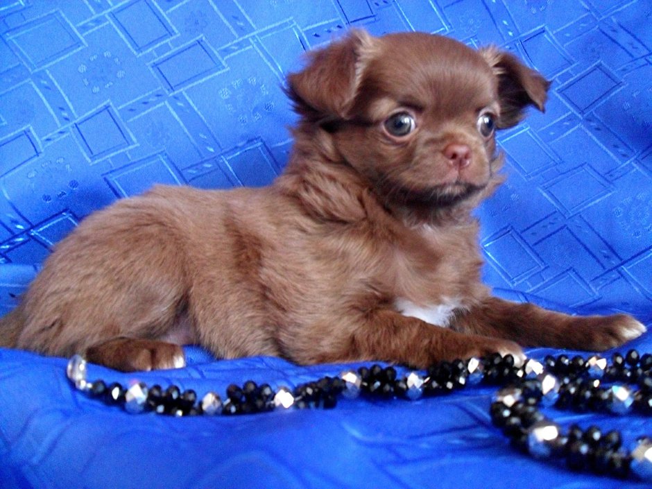 Щенки чихуахуа фото в 3 месяца