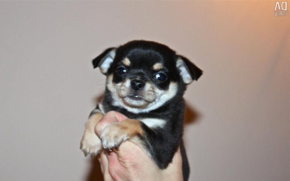 Щенки чихуахуа вислоухий