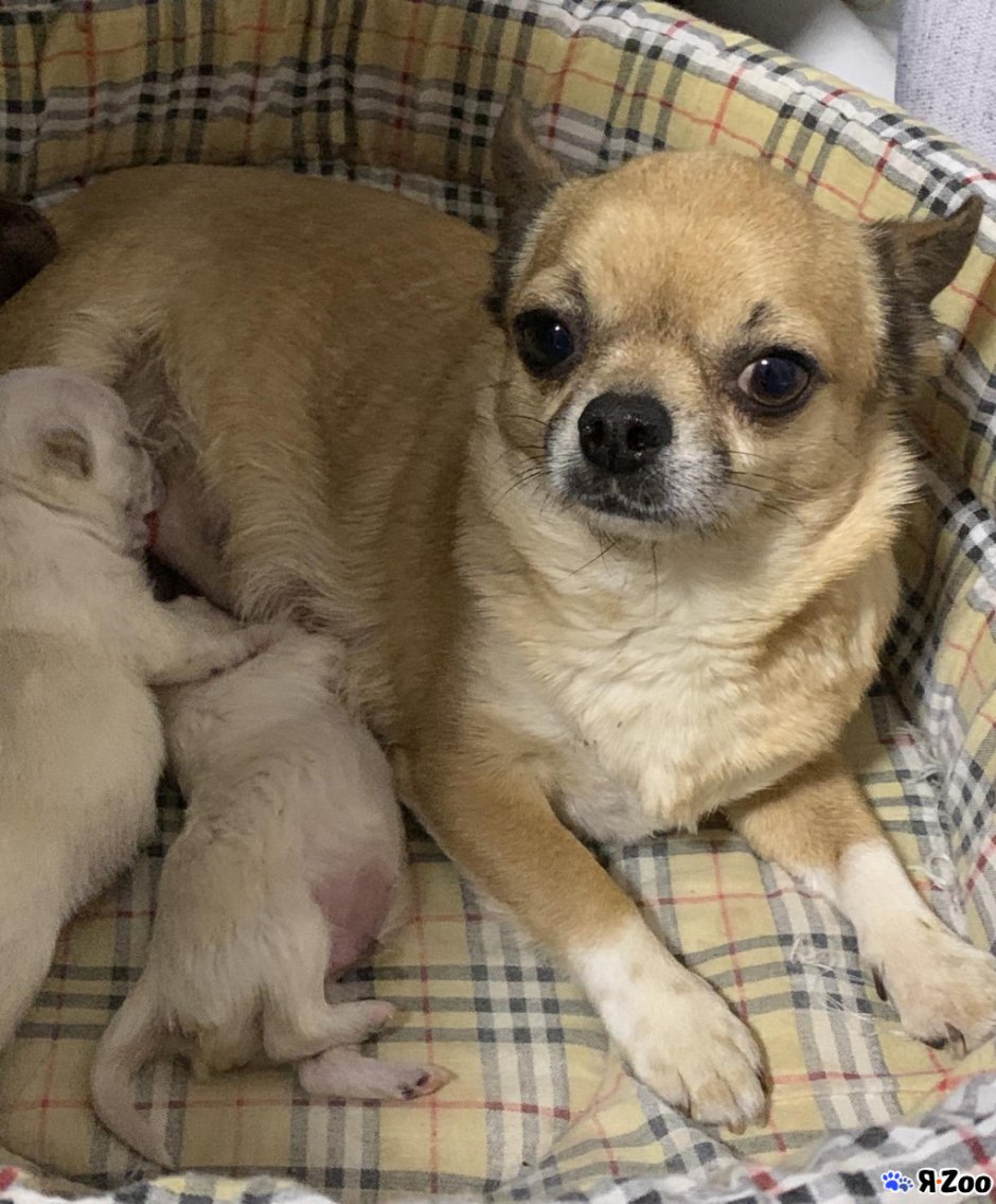 Карликовые собаки чихуахуа