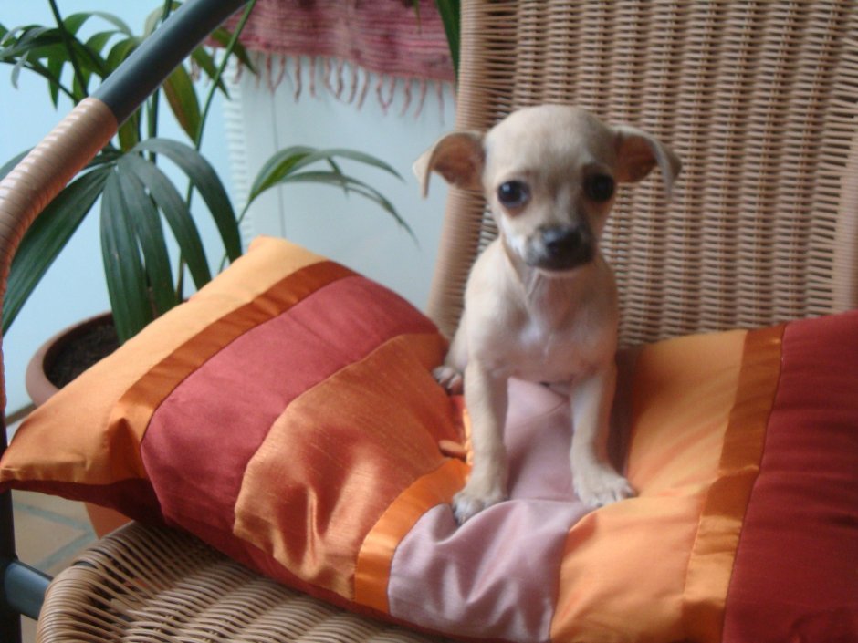 Чихуахуа вислоухие длинношерстные