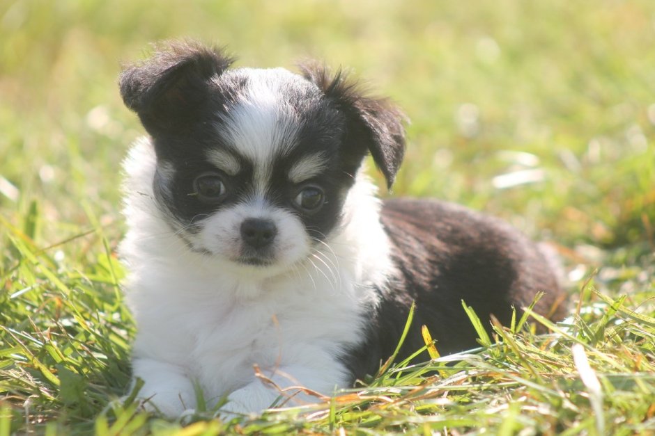 Чихуахуа ДШ щенки