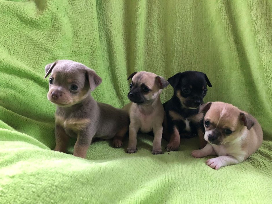 Чихуахуа Котопес