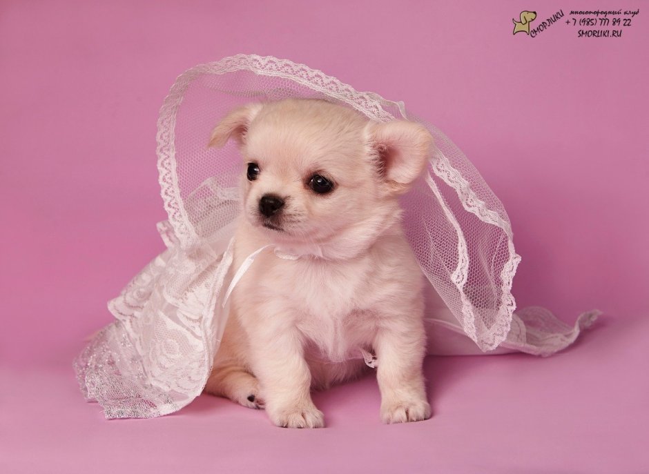 Чихуахуа вислоухие