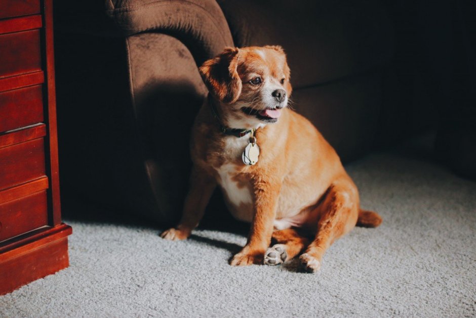 Щенки чихуахуа вислоухий