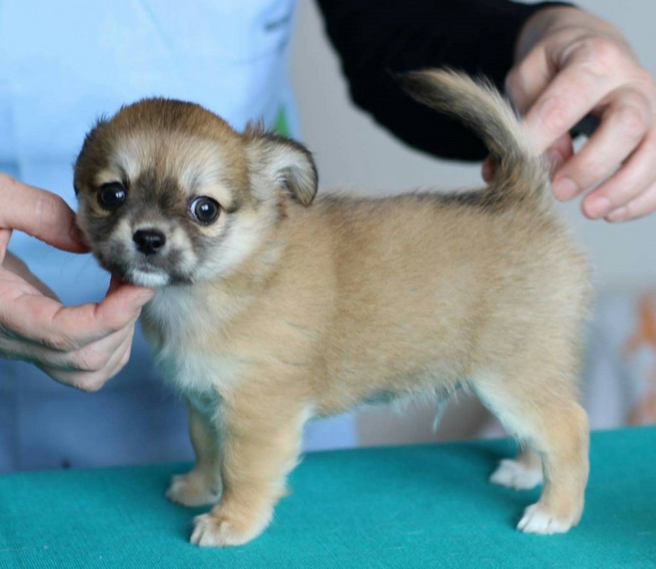 Собака чиа Хуа Хуа