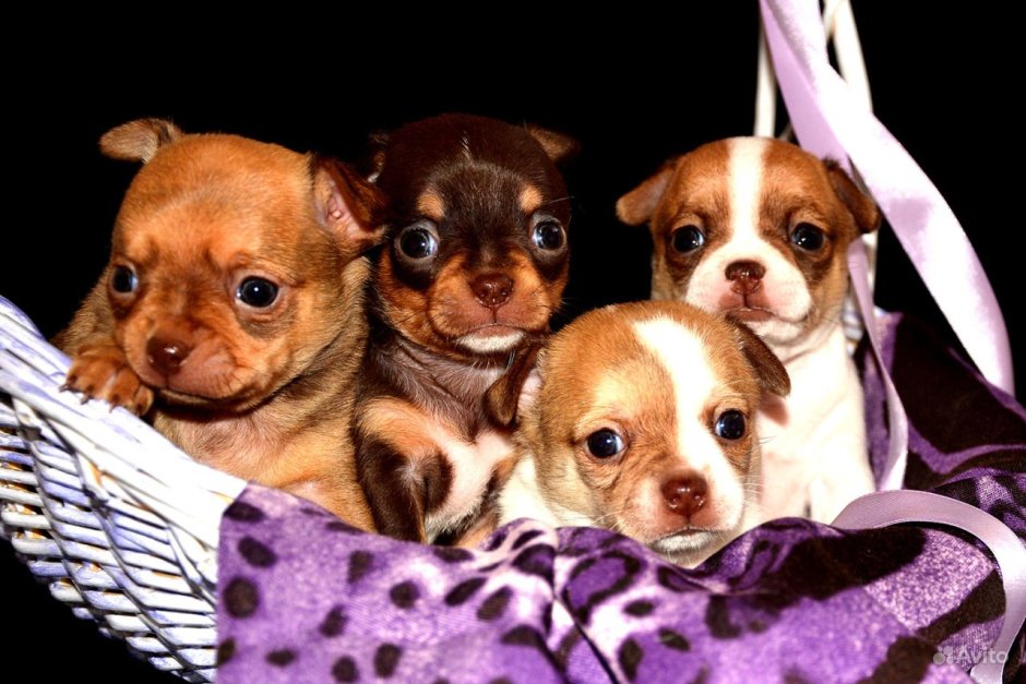 Лиловый чихуахуа