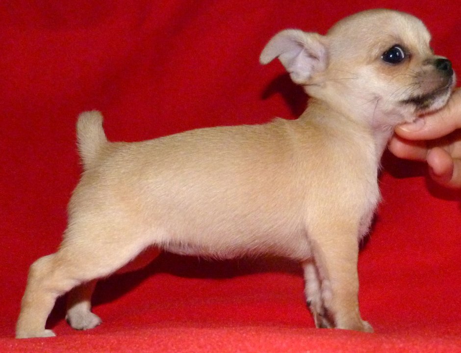 Чихуахуа БУБУ