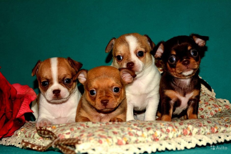 Щенки чихуахуа фото 1 месяц белые