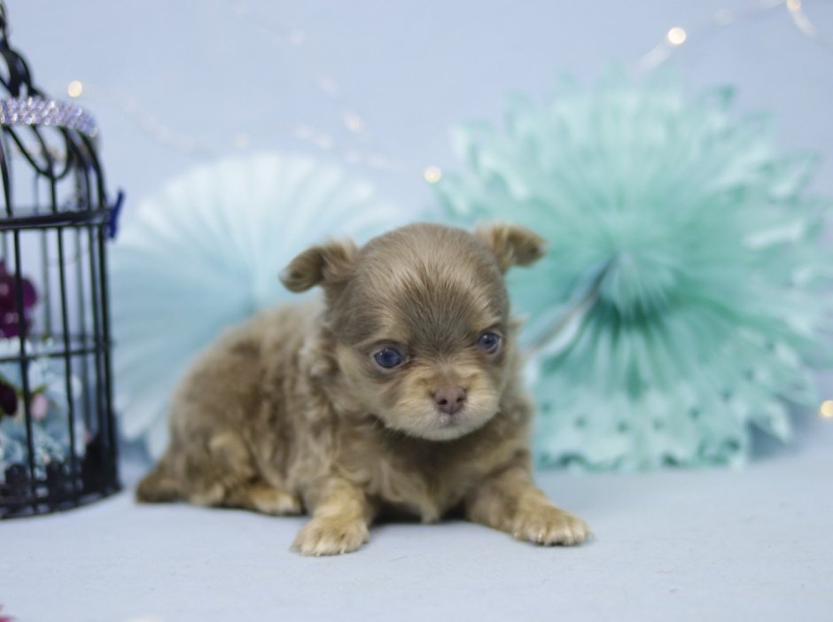 Чихуахуа волосистая