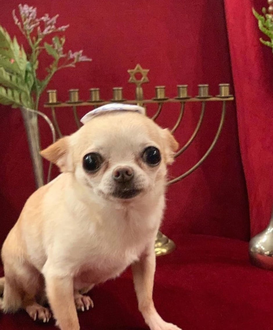 Чихуахуа Изабель