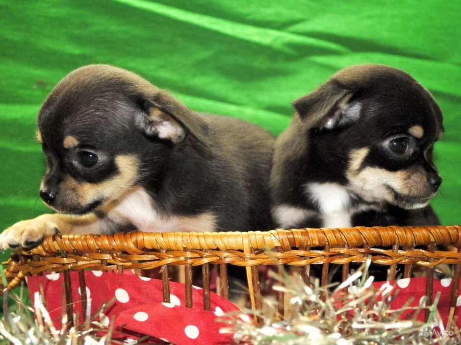 Сколько стоит чихуахуа и болонка