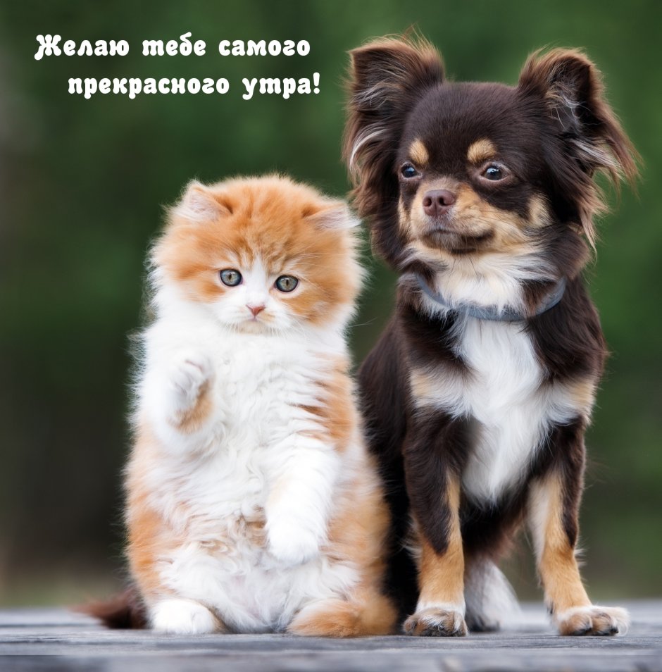 Щенки чихуахуа маленькие Новорожденные