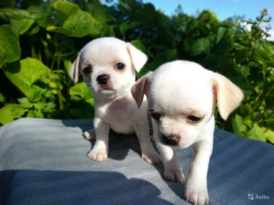 Собачки чихуахуа МК Ксении Морозовой