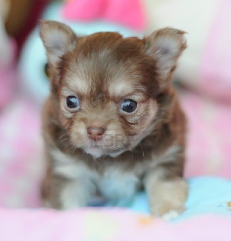 Smallest Dog Breeds