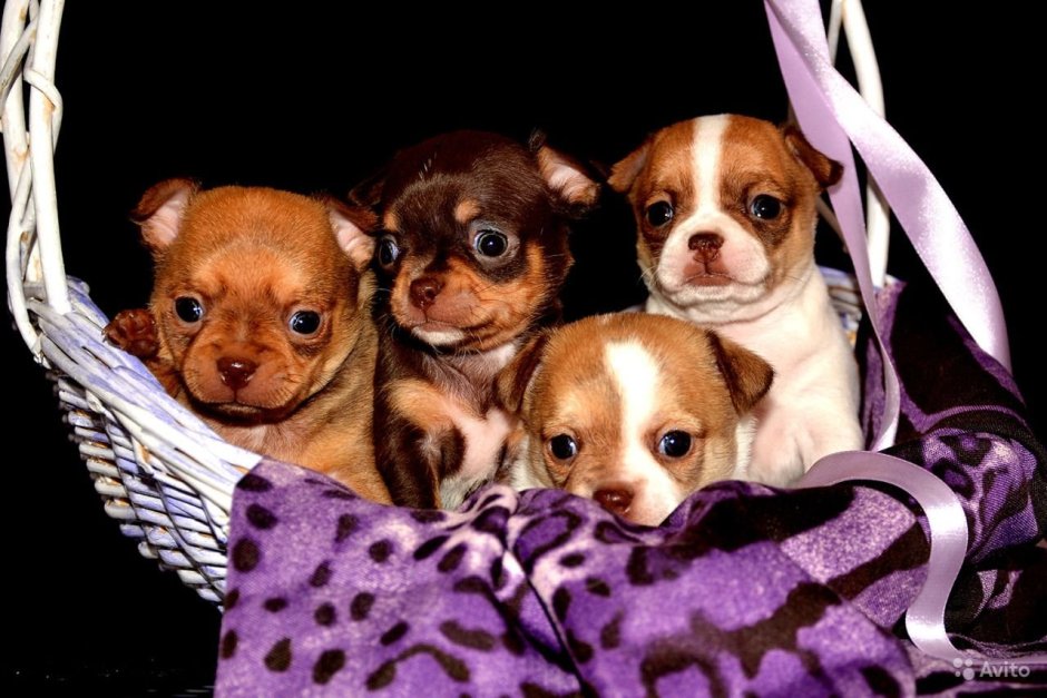 Собака улыбака чихуахуа