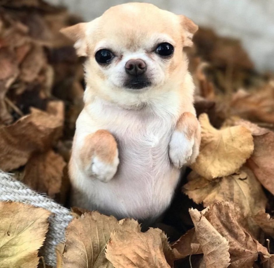 Щенки чихуахуа кобби