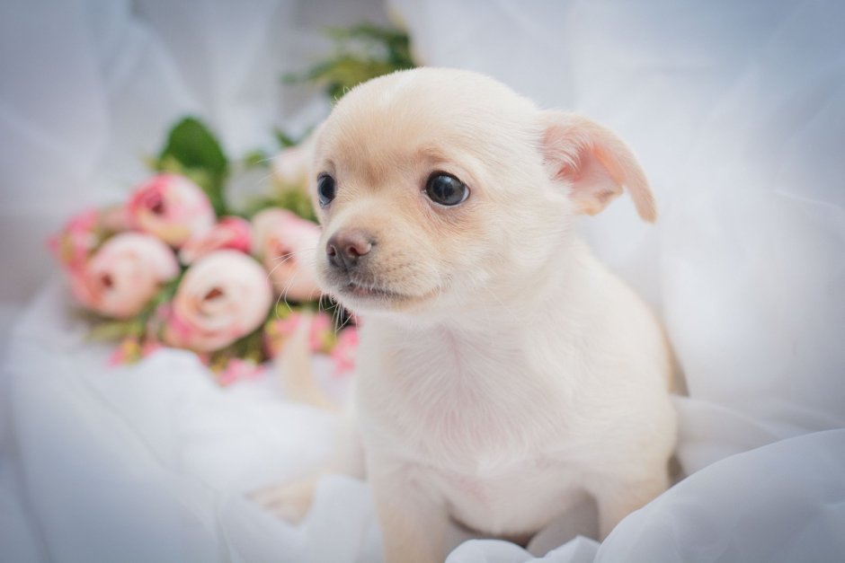 Котенок и щенок чихуахуа