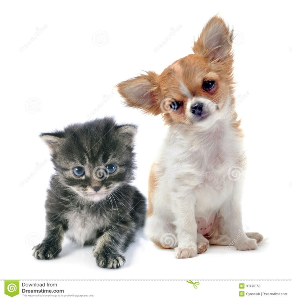 Чихуахуа мини белый