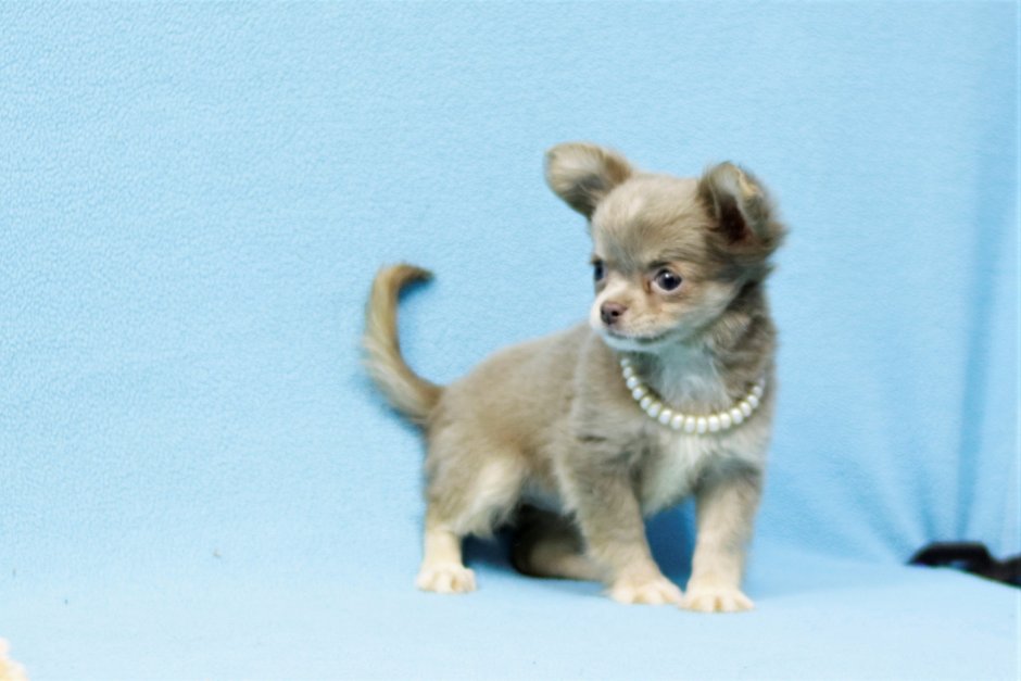 Чихуахуа в движении