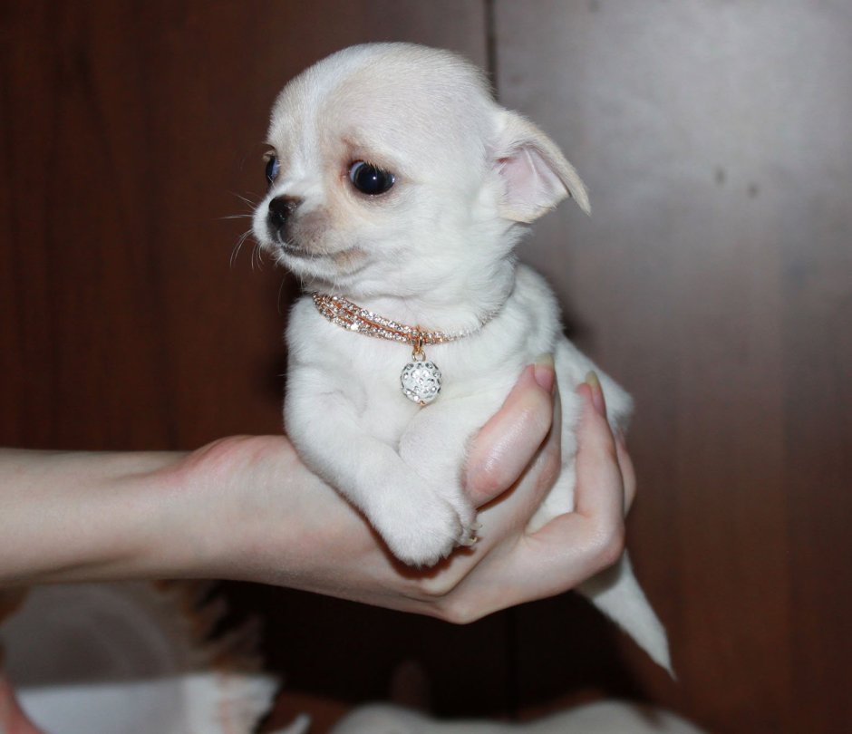 Милые собачки