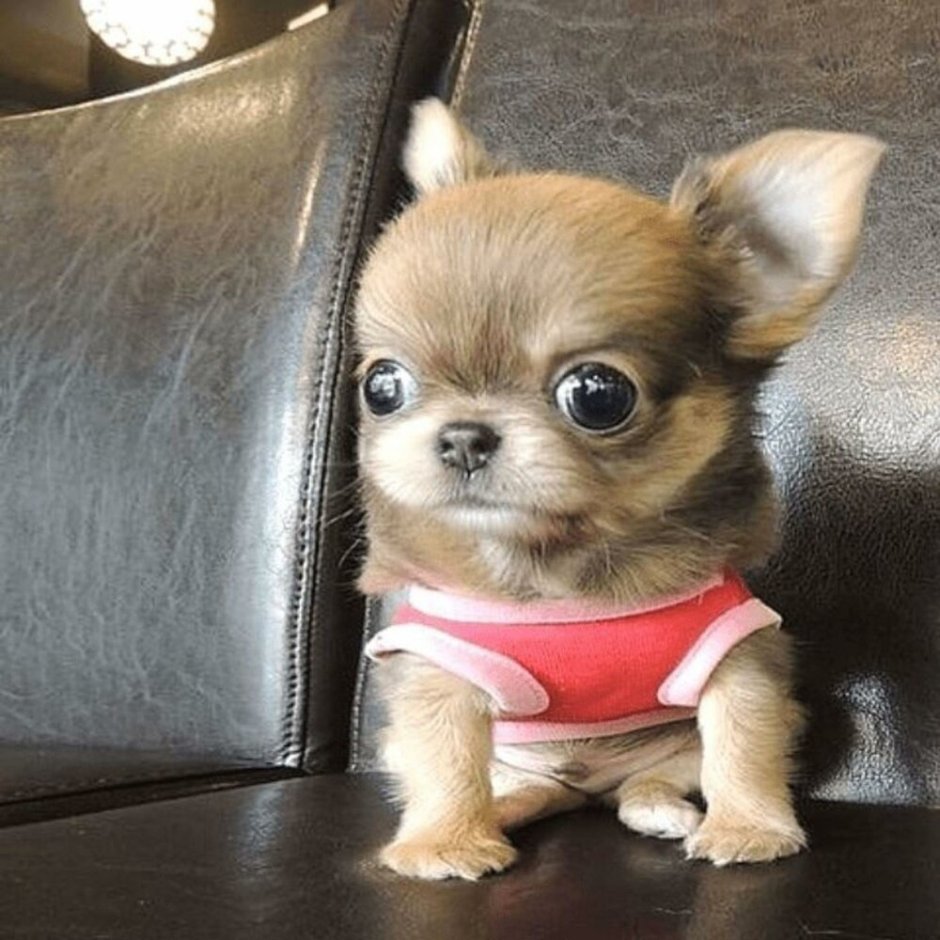 Чихуахуа мини пучеглазые